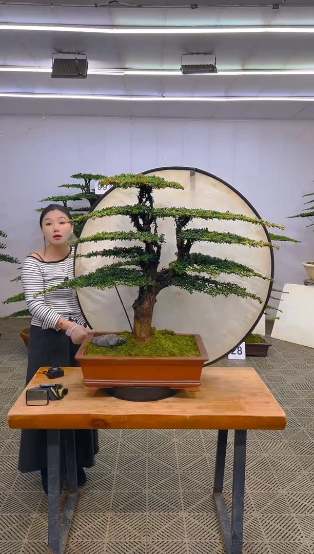 无花朵一物一拍一物一拍