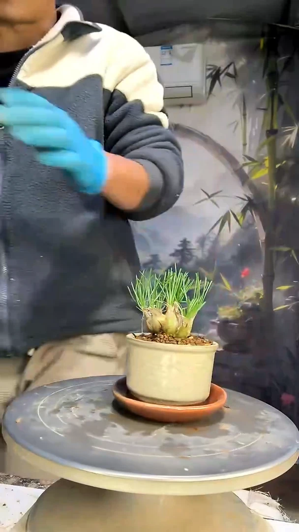 看***甜中青园艺一物一拍花267