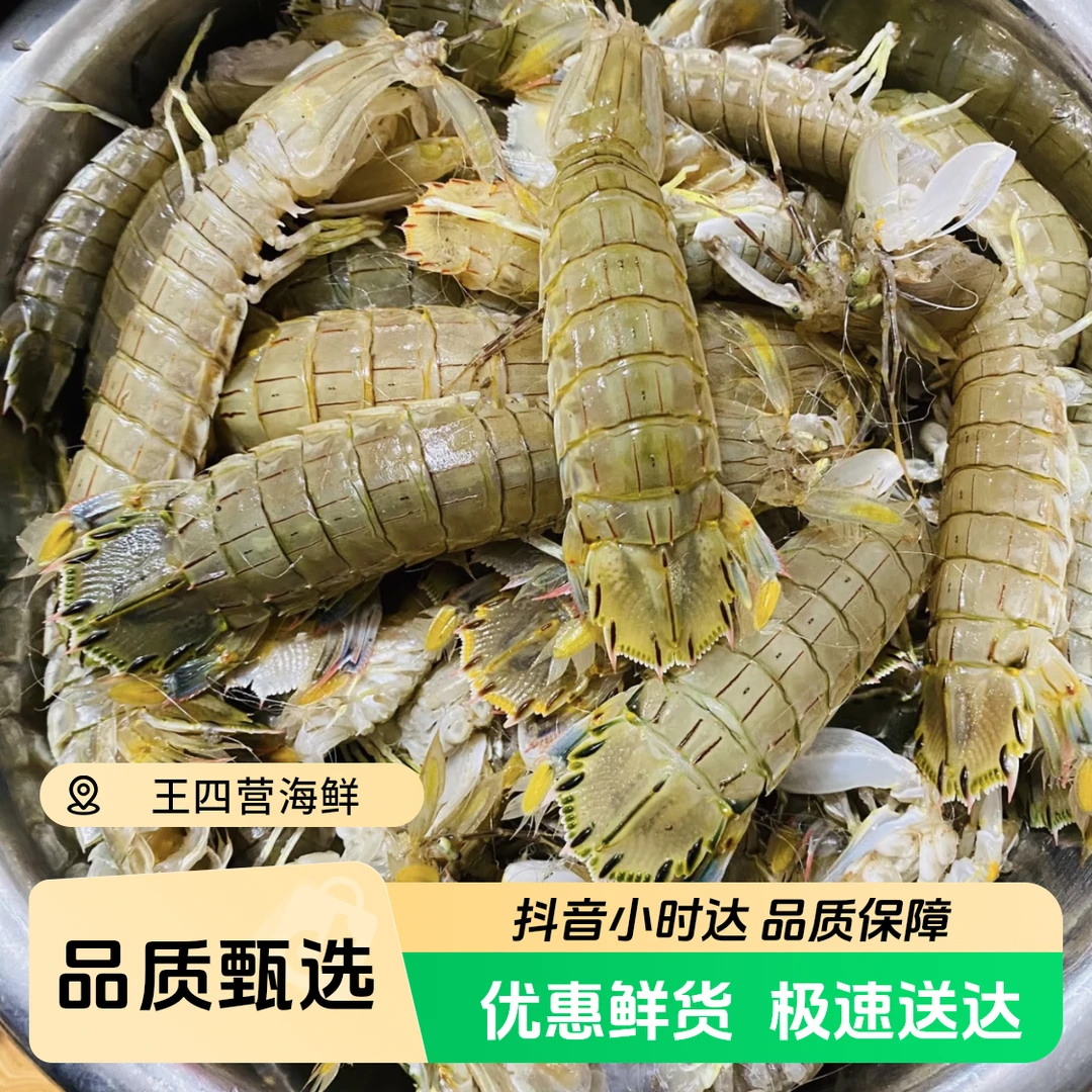 【鲜活】皮皮虾 2斤 公母混搭 渤海湾野生黄毛皮皮虾（保鲜不保全活)