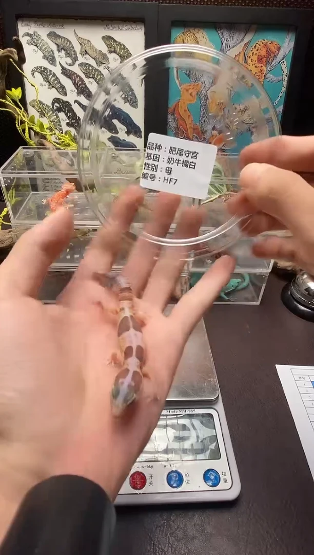 肥尾守宫鳞与尾 Scale Tail 爬宠HF7