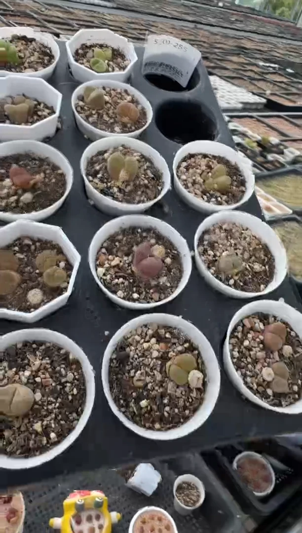 美丽的肉石头10-255一盒