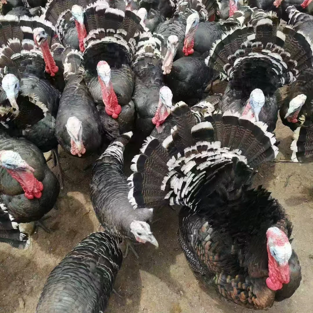 火鸡 青铜火鸡 尼古拉火鸡