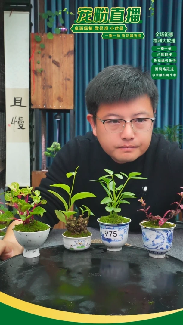 无花朵植****。苔藓微景观975号