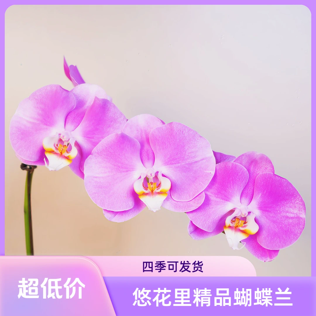 《明兰基地》蝴蝶兰【粉宝图】3.5寸全花开花珠发货
