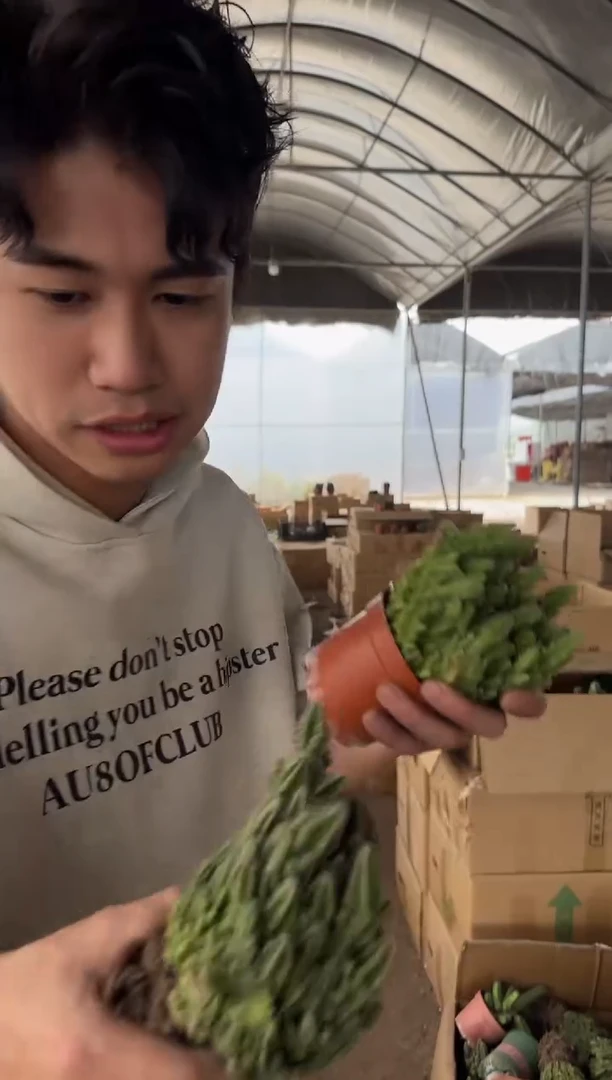 5颗 万重山 群生【带根】