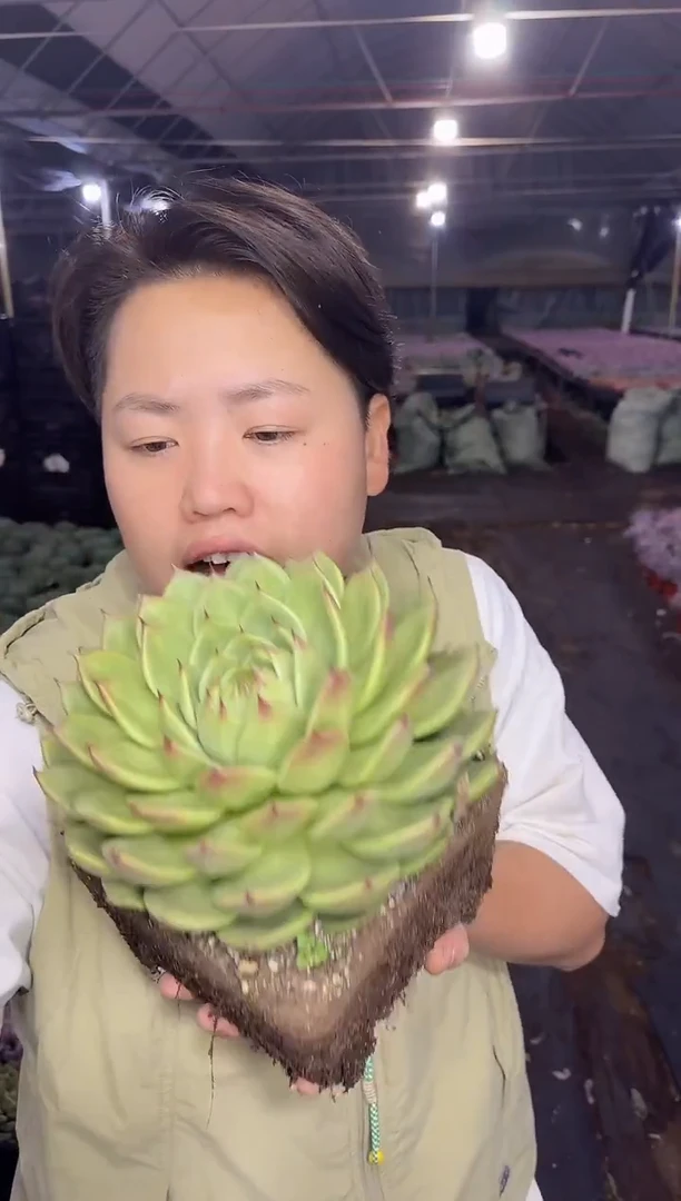 大单头托斯卡内里9.99