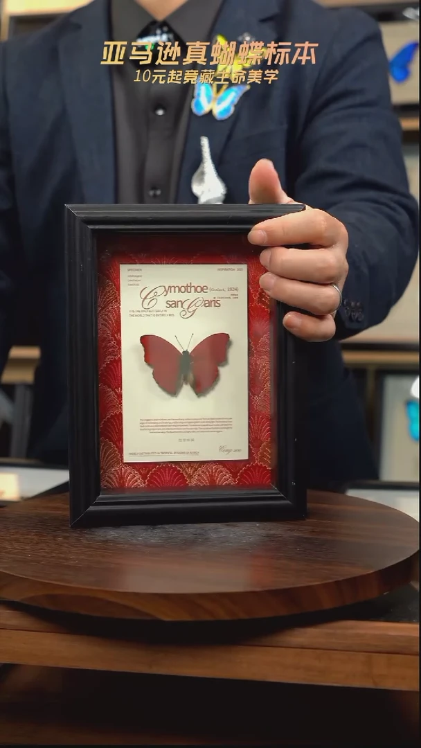 血漪蛱蝶红布底新版本