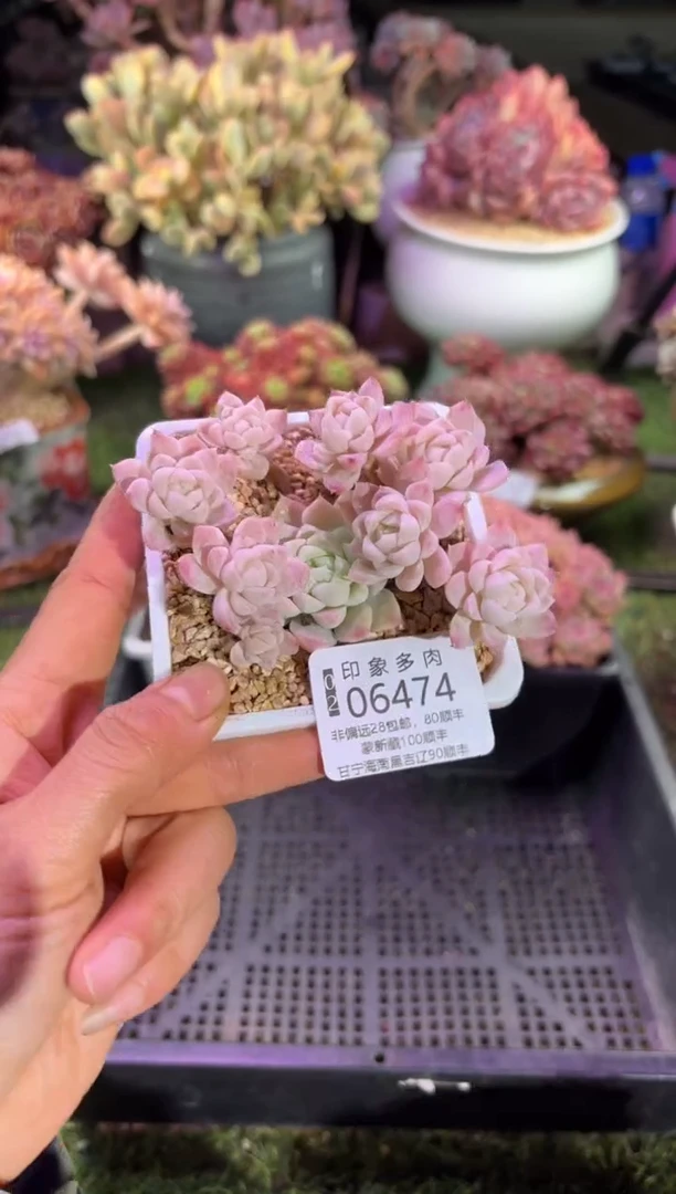 【闪购商品】06474