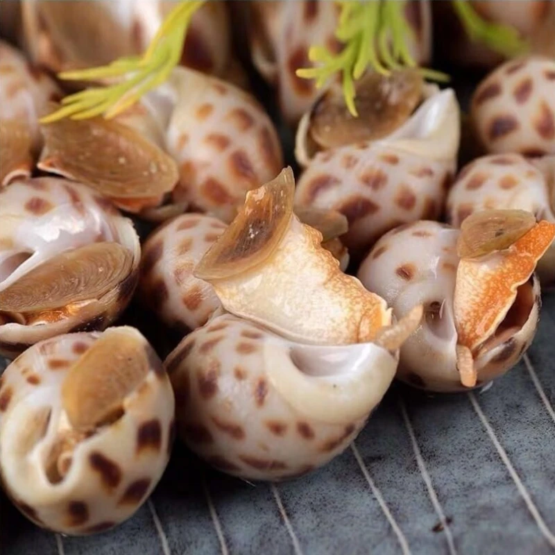 59.9【买两斤送两斤】花螺海鲜海捞到手四斤大花螺350-400颗左右