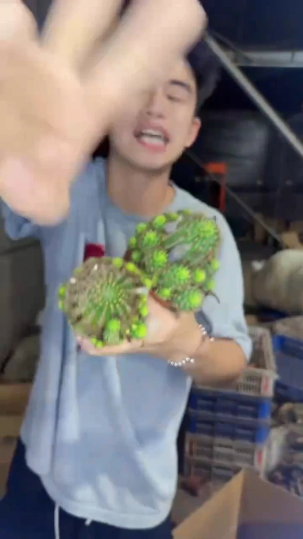 2颗 6-9cm 荷花丽花 品种不指定