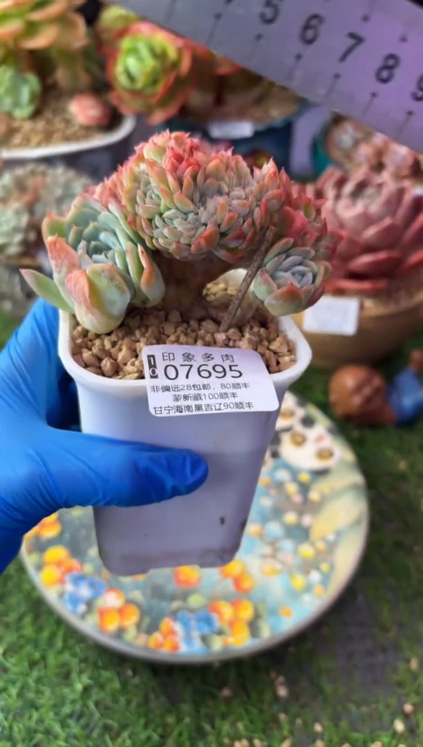 昆明印象多肉07695