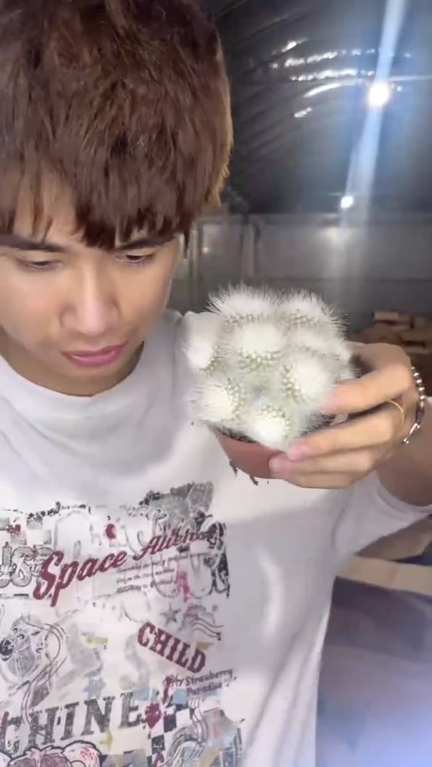 白小丁 群生【带根】