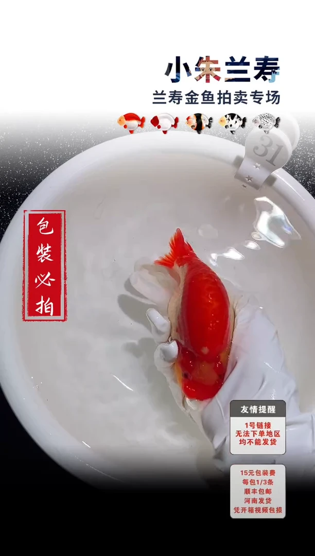 金鱼包装必拍未拍顺丰到付31号