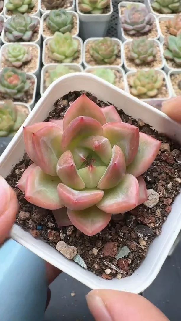 371D云禹多肉植物 带盆土纸巾打包 3颗包邮