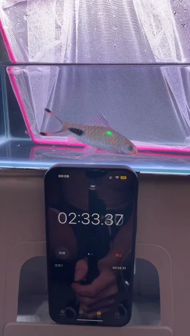 道金系列0元起拍，包邮包损，每次加价5元，3分钟竞拍时间，价高者得