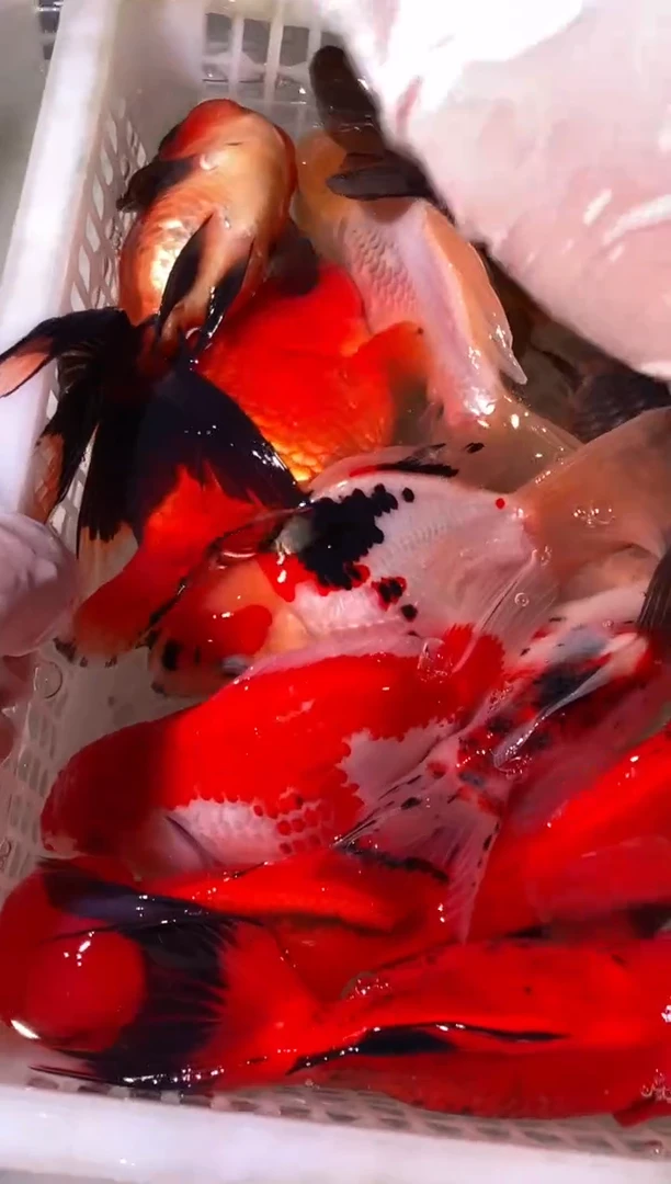 金鱼鱼之源一物一拍链接/无开箱视频不售后11