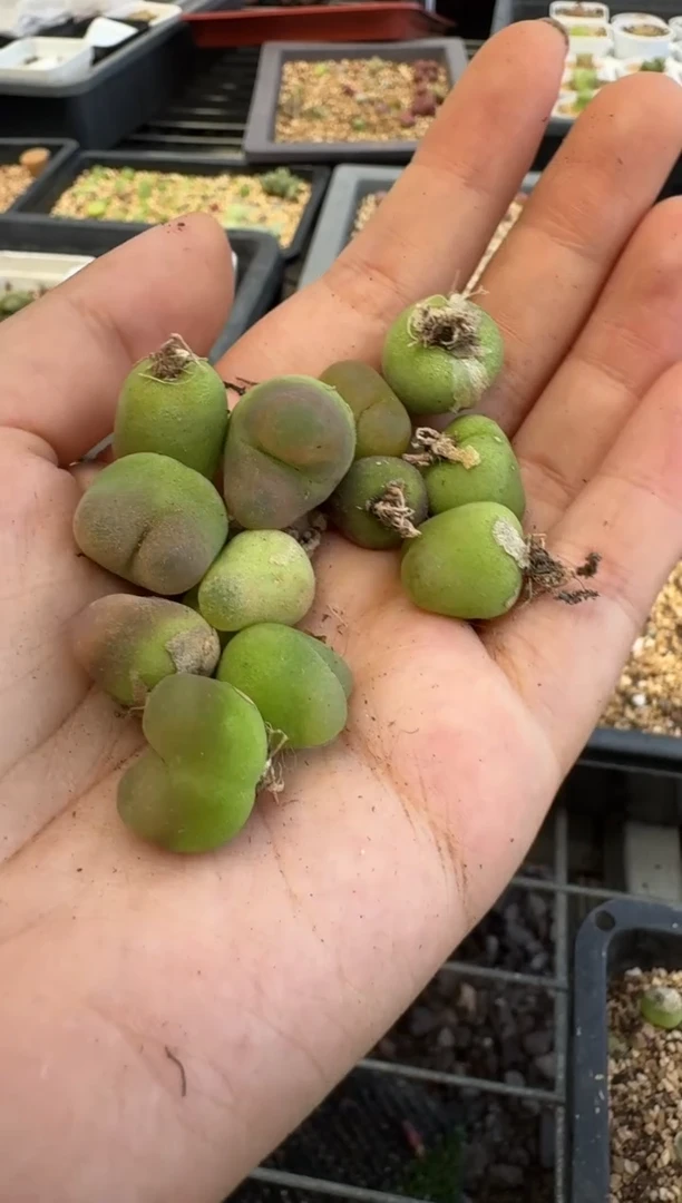 8-101多肉植物肉锥