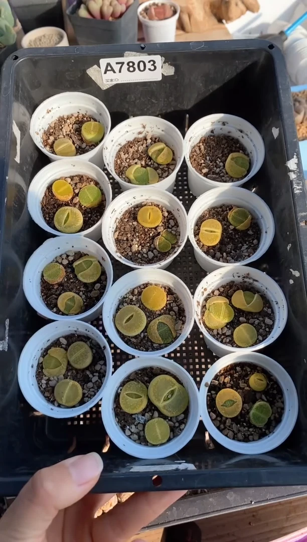 【闪购商品】7803直播一物一拍