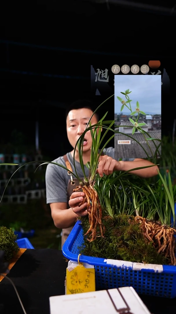 当前无花栽培后可以开花建兰-桃腮素(前垄三苗连体)