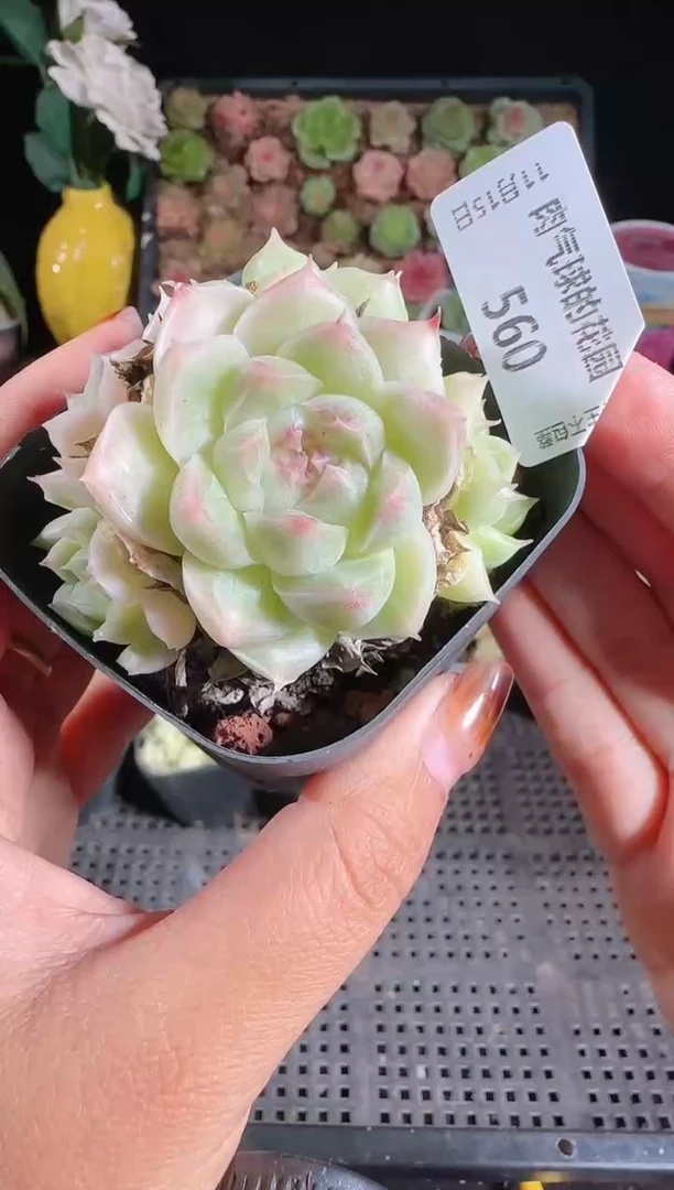 1115-560群生不包整