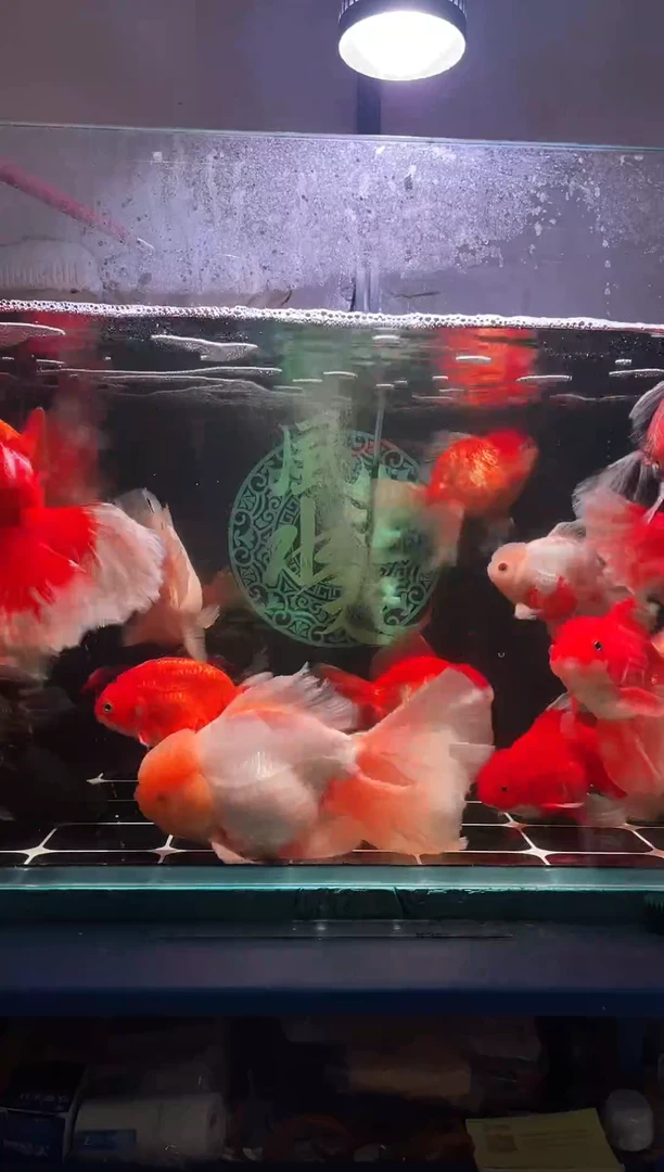 金鱼大裙摆百褶泰狮婚纱尾