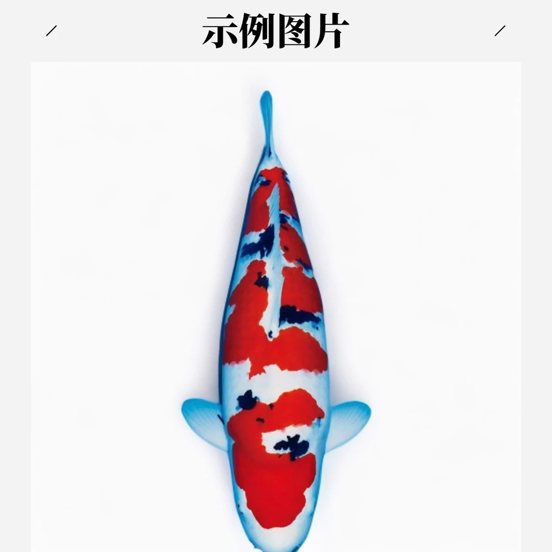 血统锦鲤精品自家产