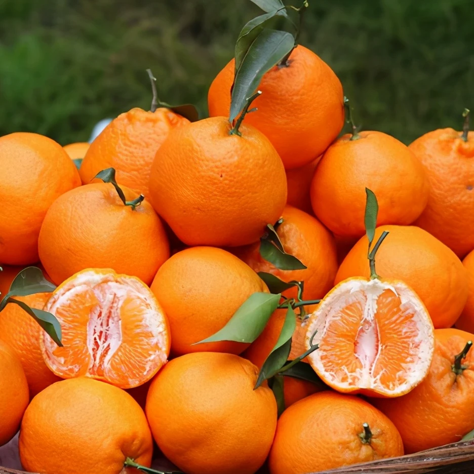 新店开业抢购价现采现摘四川眉山耙耙柑