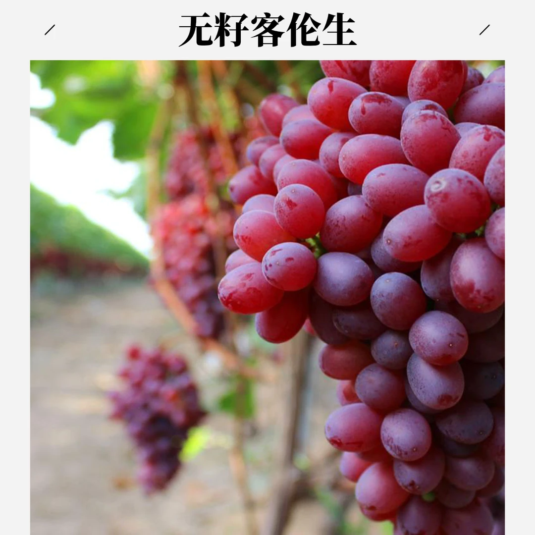 【红无籽客伦生】克伦生葡萄新鲜孕妇红提子水果当季