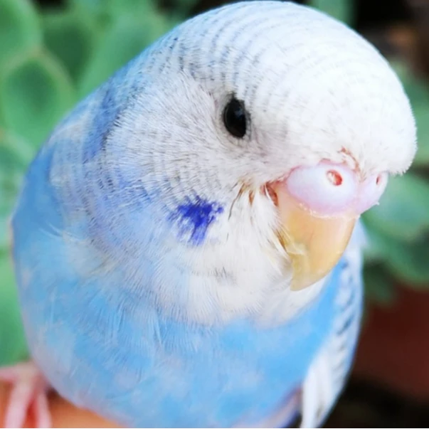 国血大头已驯化技能金彩虎皮鹦鹉宠物-一物一拍