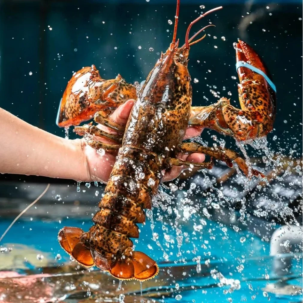 鲜活波士顿龙虾，1.2-3斤/只，充氧活发，保鲜不保活，顺丰发货