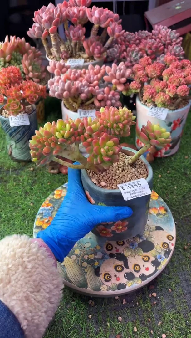 昆明印象多肉4355