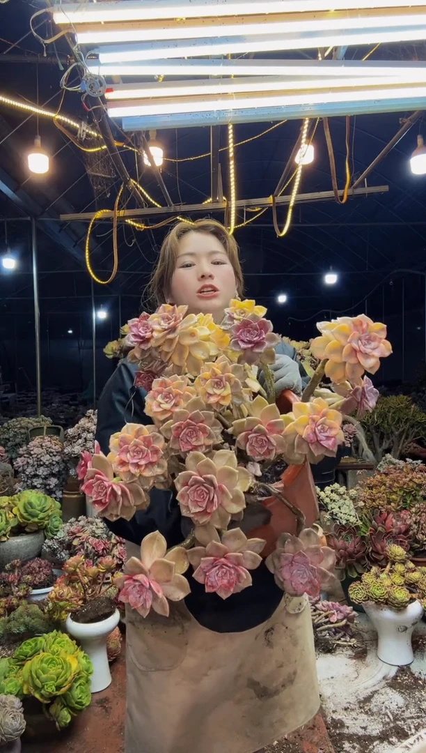 【闪购商品】紫乐锦2一物一拍脱土包邮