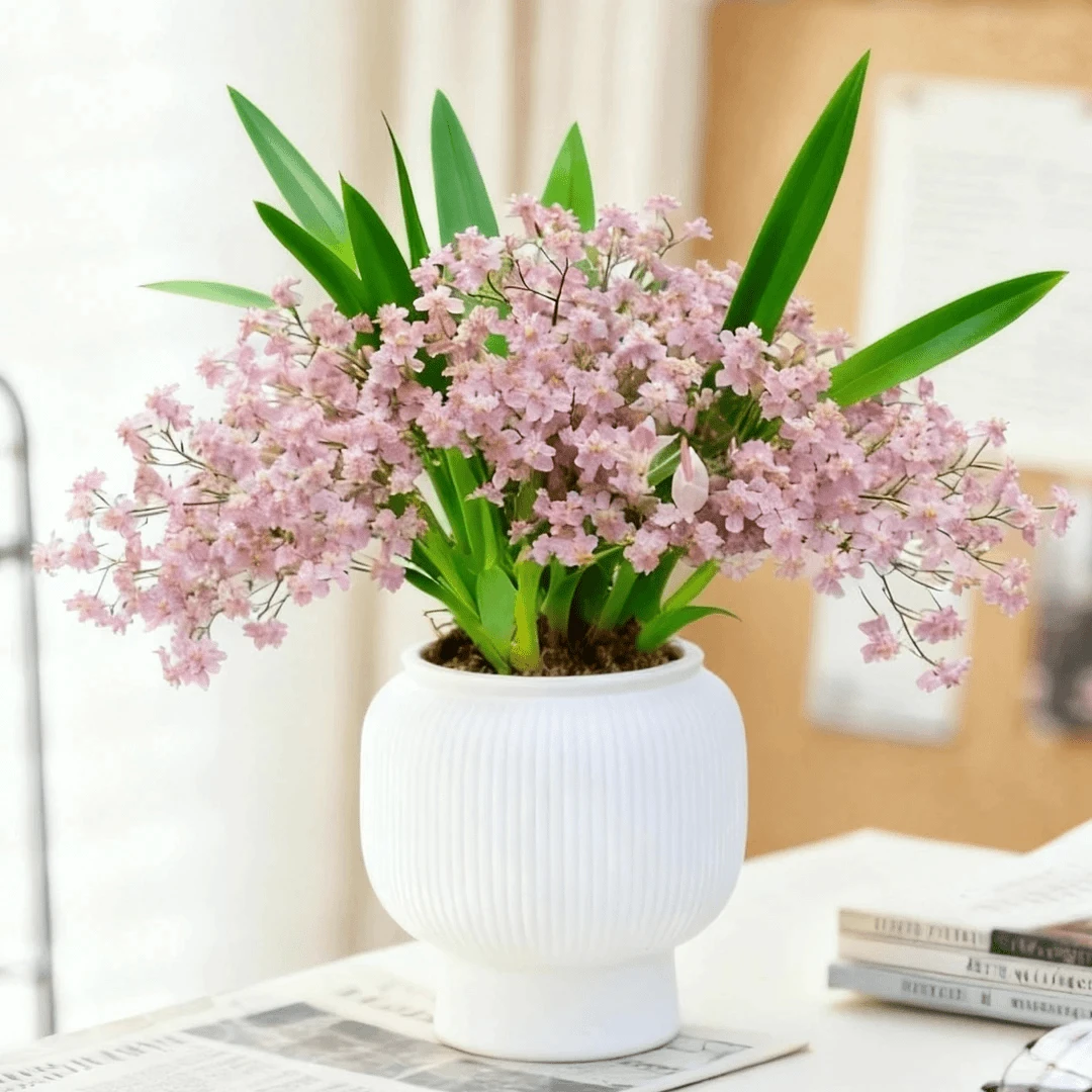 【梦香兰|粉色】带粉色花苞6-10支花剑文心兰浓香桌面好养花卉绿植