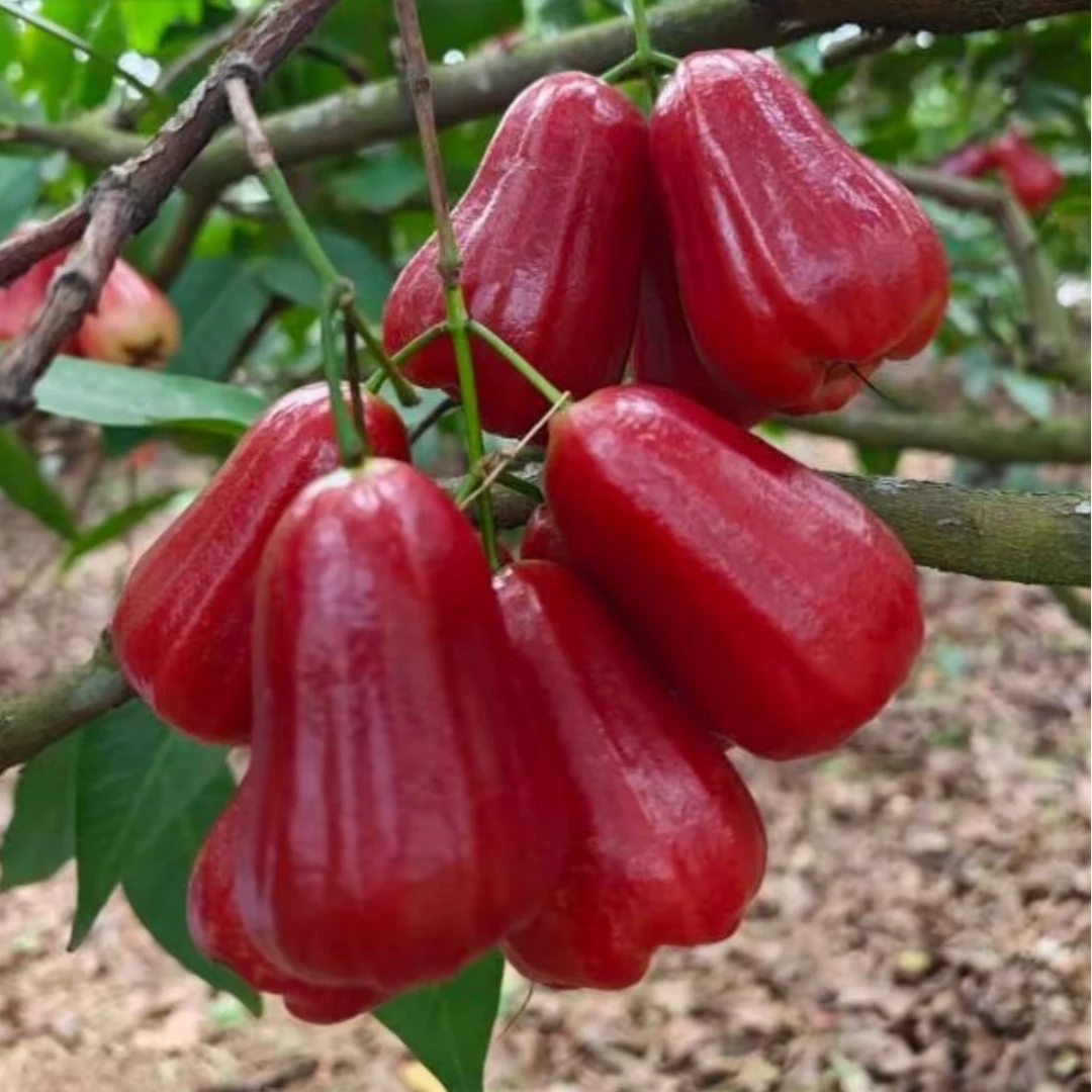 【顺丰包邮】海南莲雾天然补水口感清脆当季限量8粒1.6-1.7斤