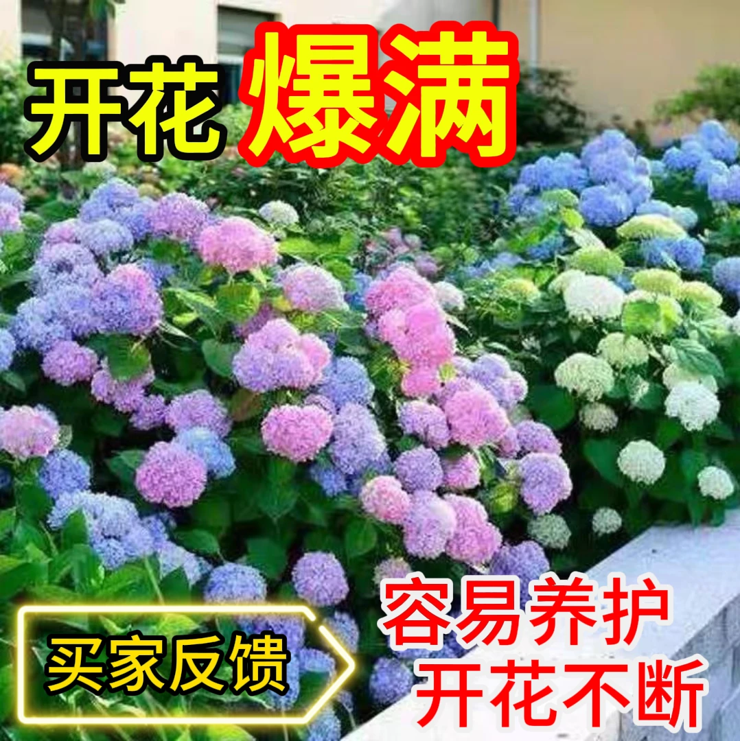 【多色绣球】变色花绣球无尽夏室内外阳台庭院种植盆栽地栽好养易活