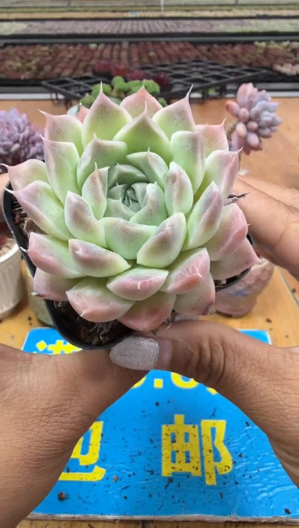 东云多肉园二店-462