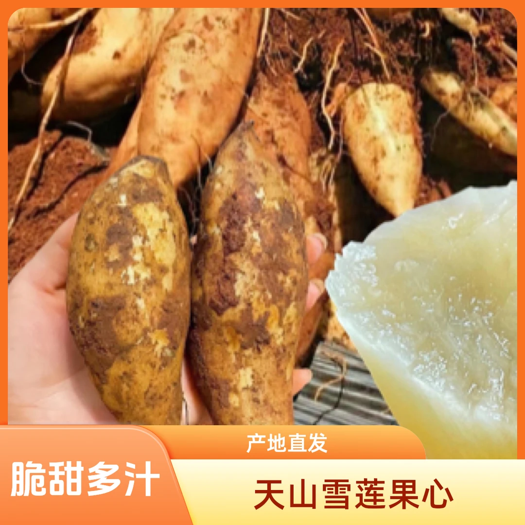 云南天山黄心雪莲果，脆甜多汁，新鲜应季水果，产地现挖直发包邮