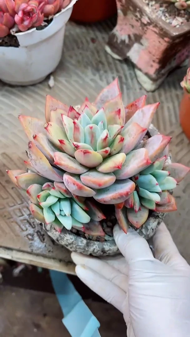 【闪购商品】18077