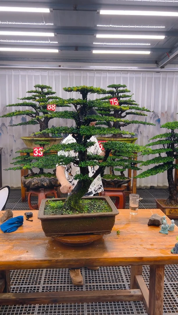 无花朵草*阁精品盆景直播间一物一拍