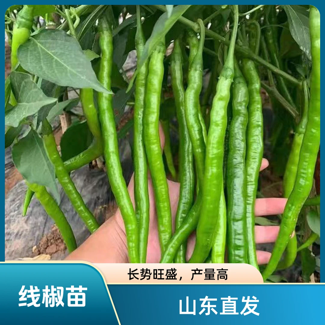 线椒苗【高产/特辣】