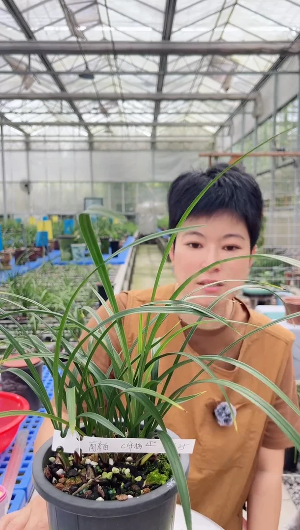 当前无花朵，栽培后可花朵南*南宋梅，，，，南京南