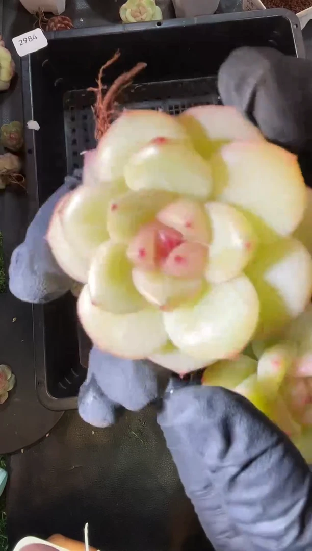 闪购2984  露华浓多肉一颗   3-4厘米