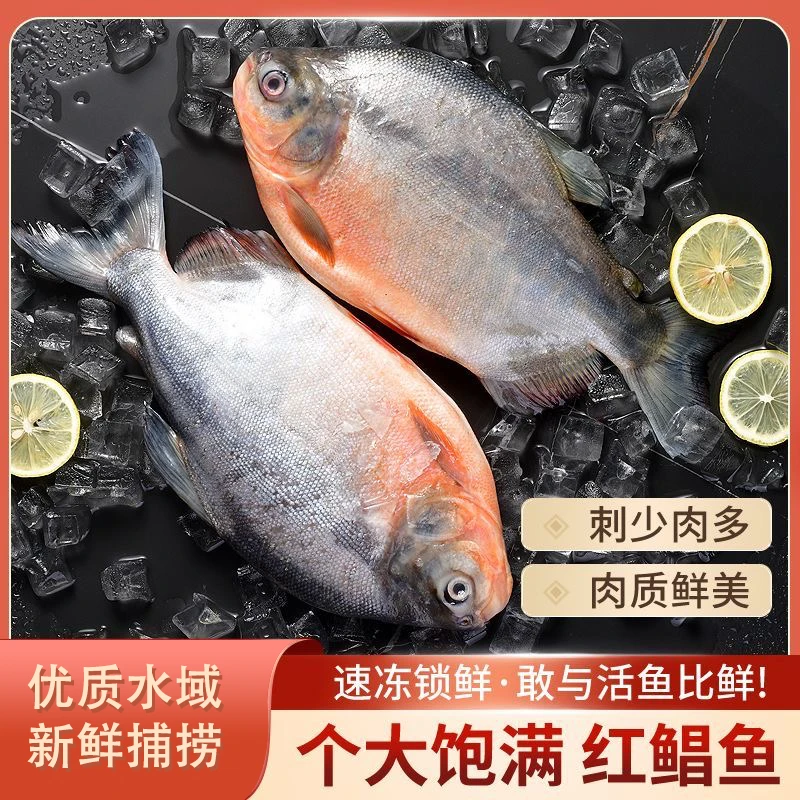 鲜活速冻大鲳鱼 红鲳鱼肉厚刺少营养鲜美450g-650g/条 6斤以上