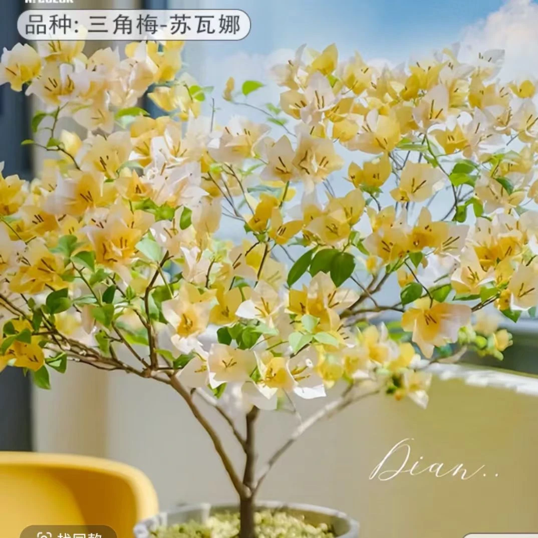 三角梅【苏瓦娜】带盆带花发货 勤花耐开 四季开 喜阳耐干