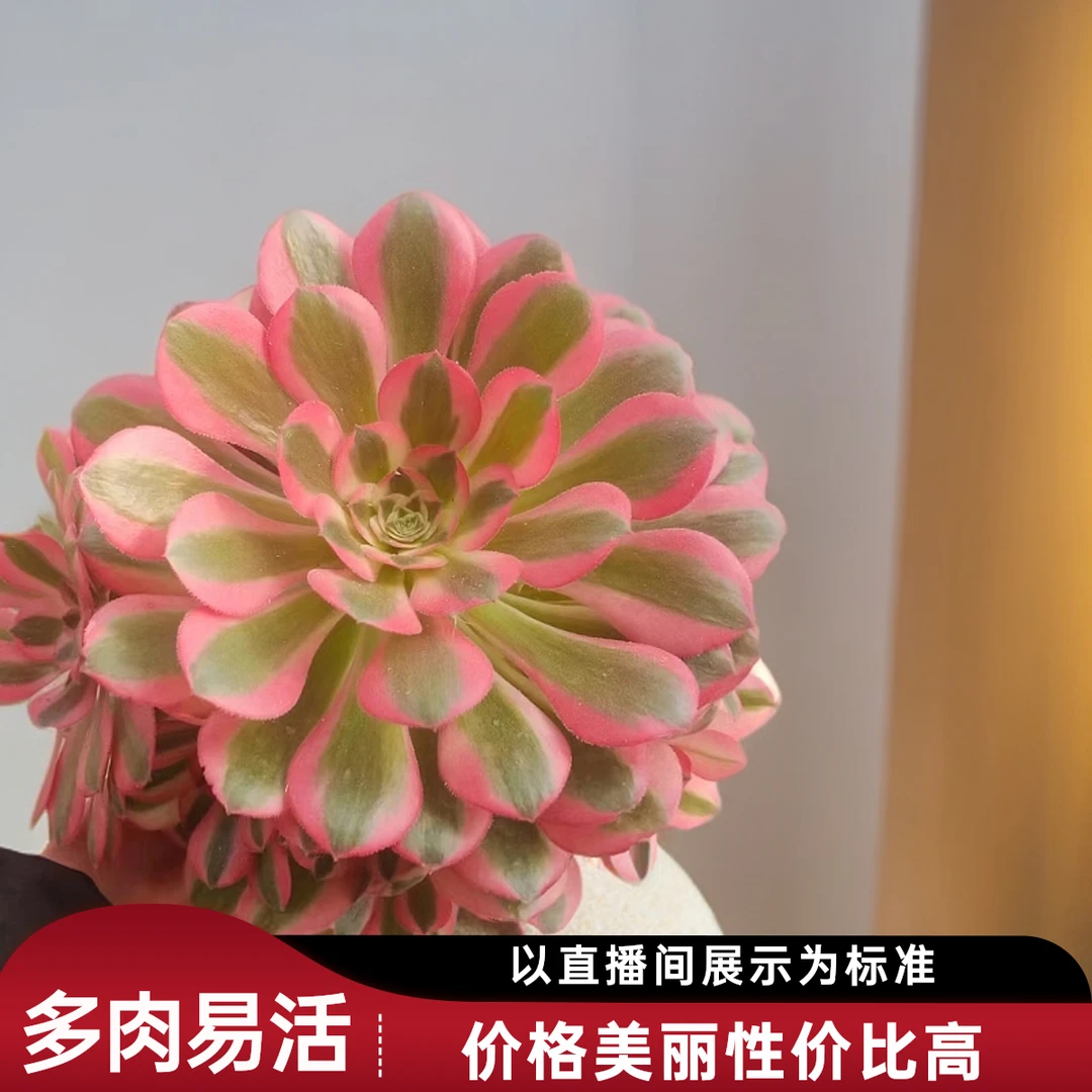 粉女巫多肉（九点九包邮）以直播间实物为标准