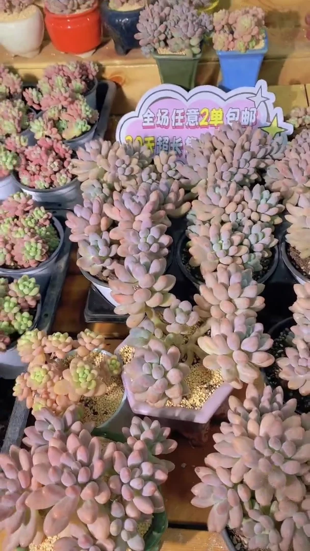 B41-汤圆大群捧花脱土（量拍）