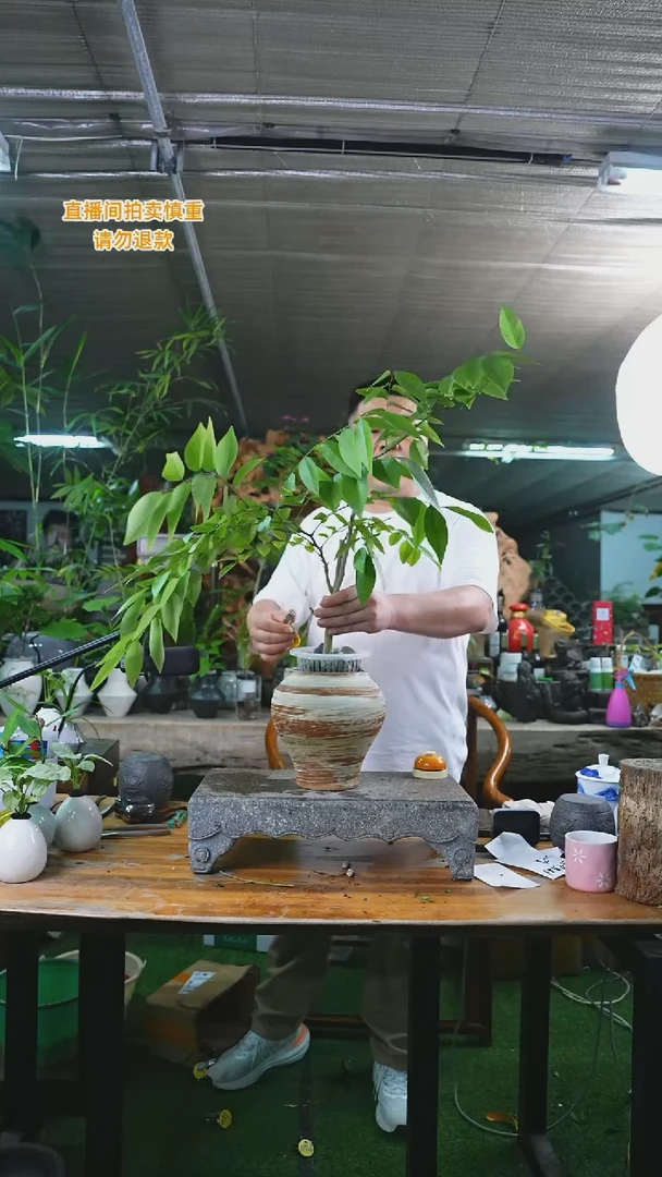 当前无花栽培后可以开花海南黄花梨075+