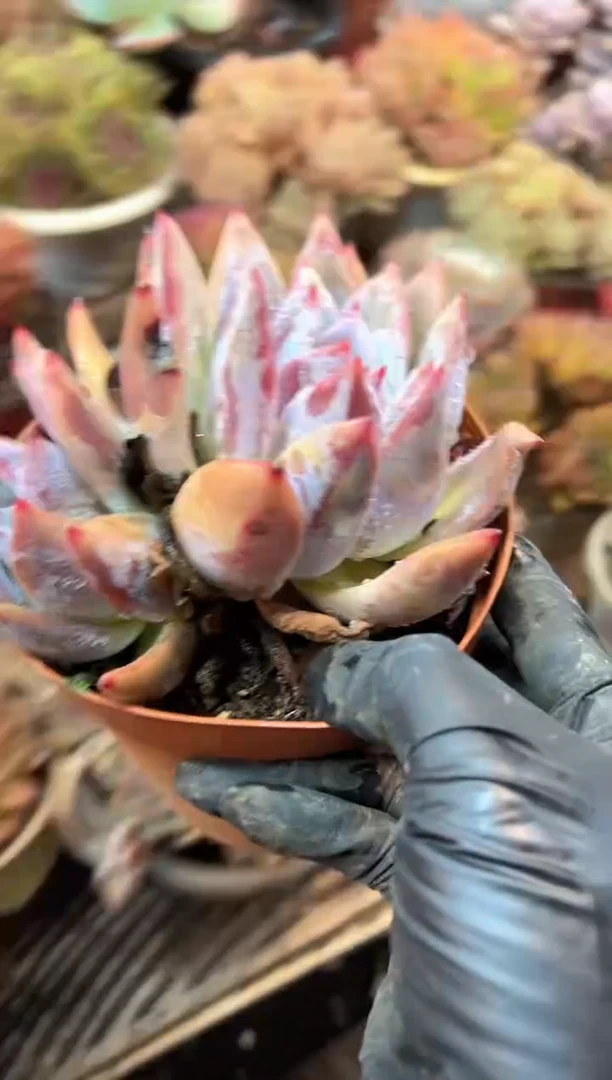 青*果多肉植物一物一拍21431
