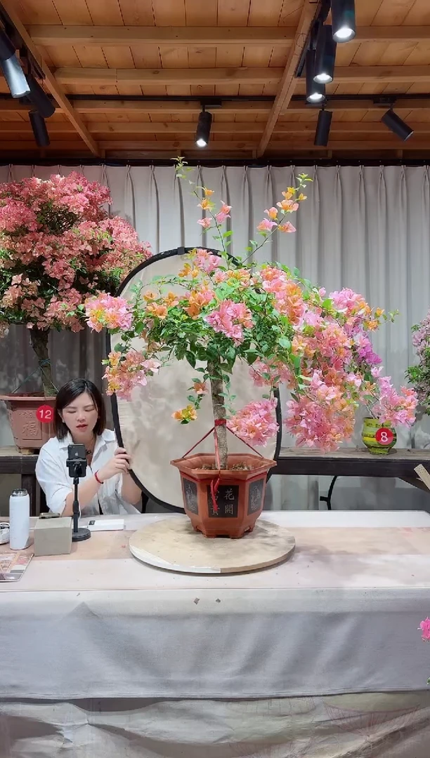 金发女郎三角梅