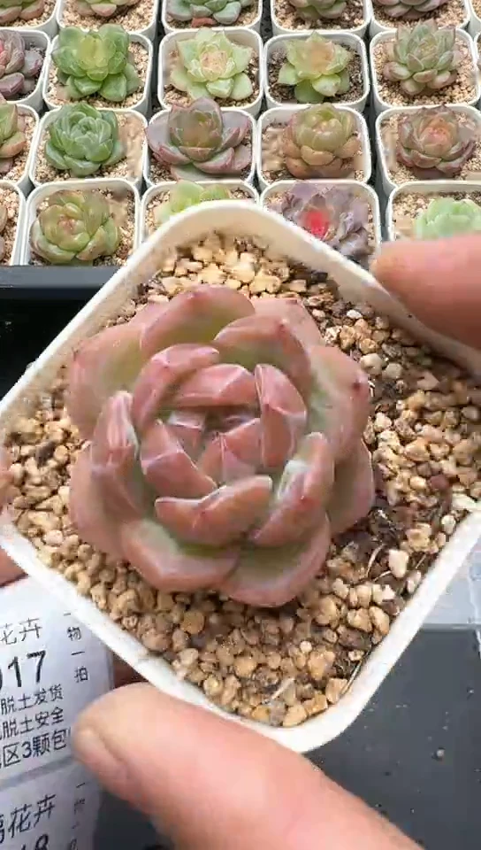 016G云禹多肉植物 默认脱土纸巾打包 3颗包邮